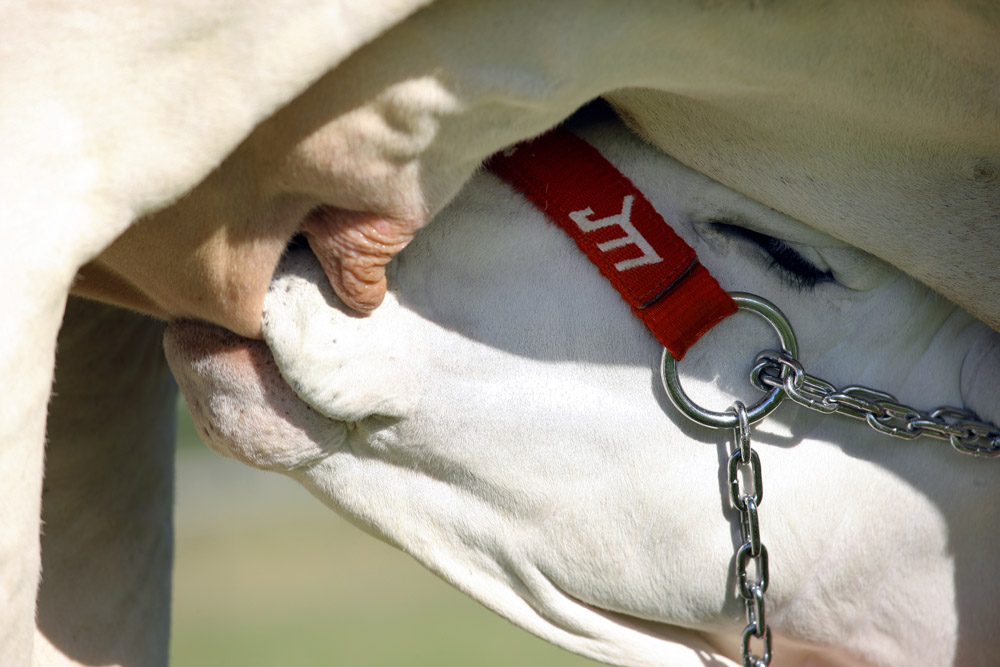 Estância JM - Pecuária
