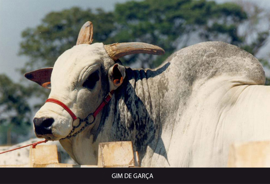 GIM DE GARÇA