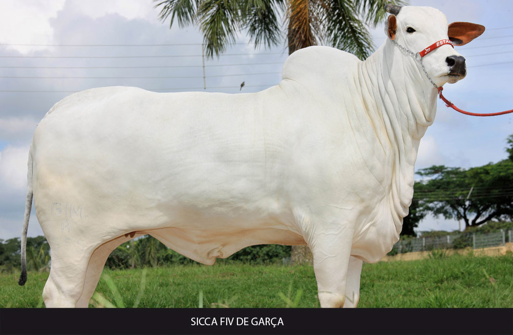 SICCA FIV DE GARÇA