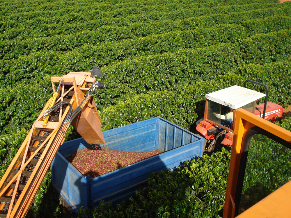 Processamento de café