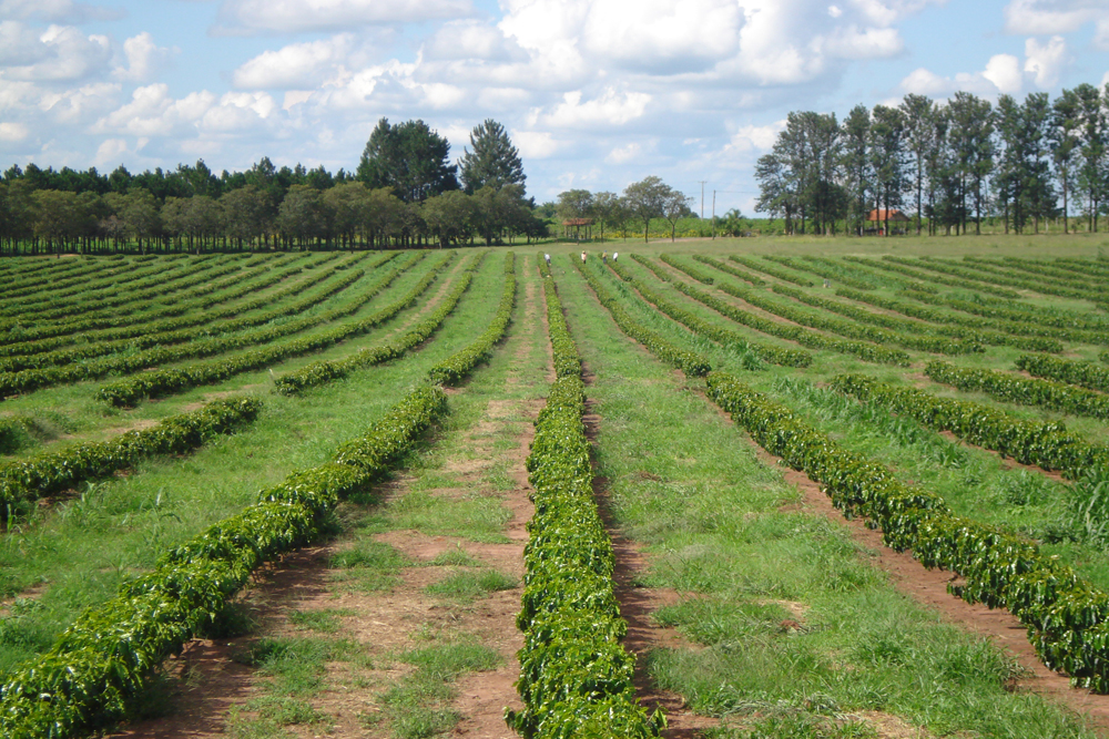 Fazenda Santa Emília